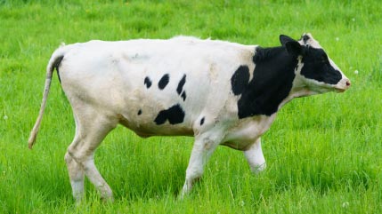 Improving the efficiency of dairy and livestock management