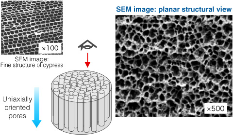 SEM image: planar structural view